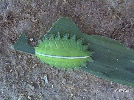 这个“石钱毛”，我终于对上号了——它就是洋拉子（刺蛾幼虫），身上那一把绿色的、带