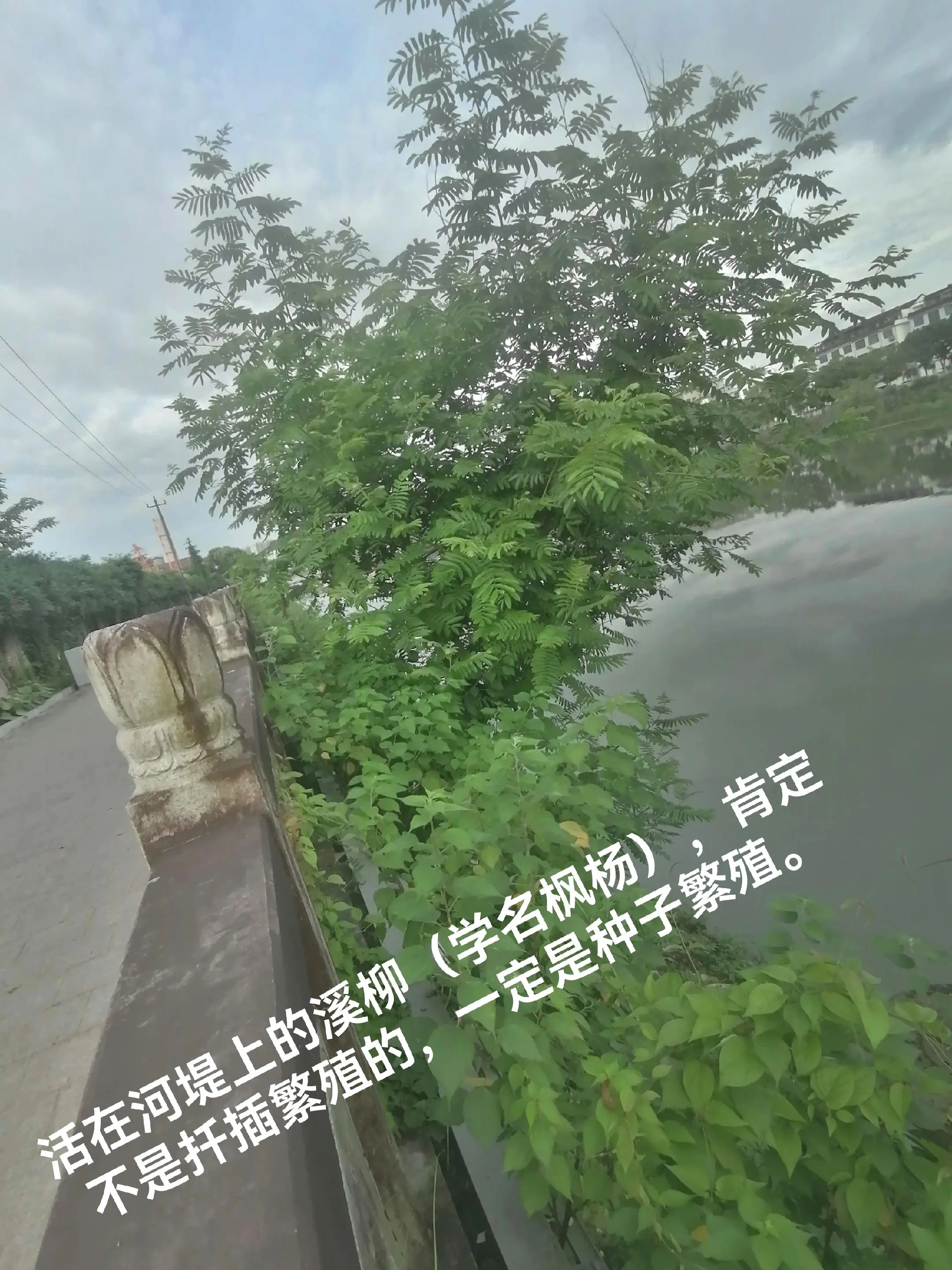 聊聊溪柳繁殖