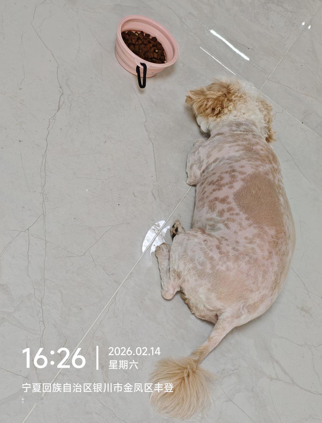 女团均分四个人，

背词的和装傻的拿一样钱，

饿到闻空气都饱了。

这根本不是