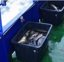 用麻醉剂运输的活鱼，你会吃吗？
 
近日，经过315曝光的重庆、山东水产市场被曝