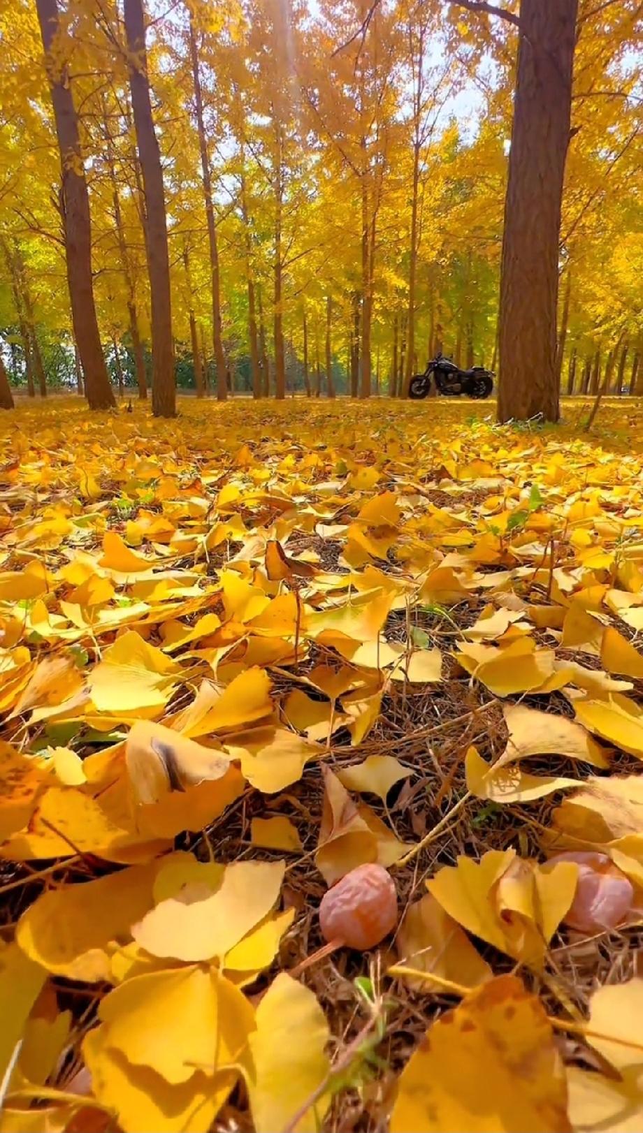 分享一张秋色的美景