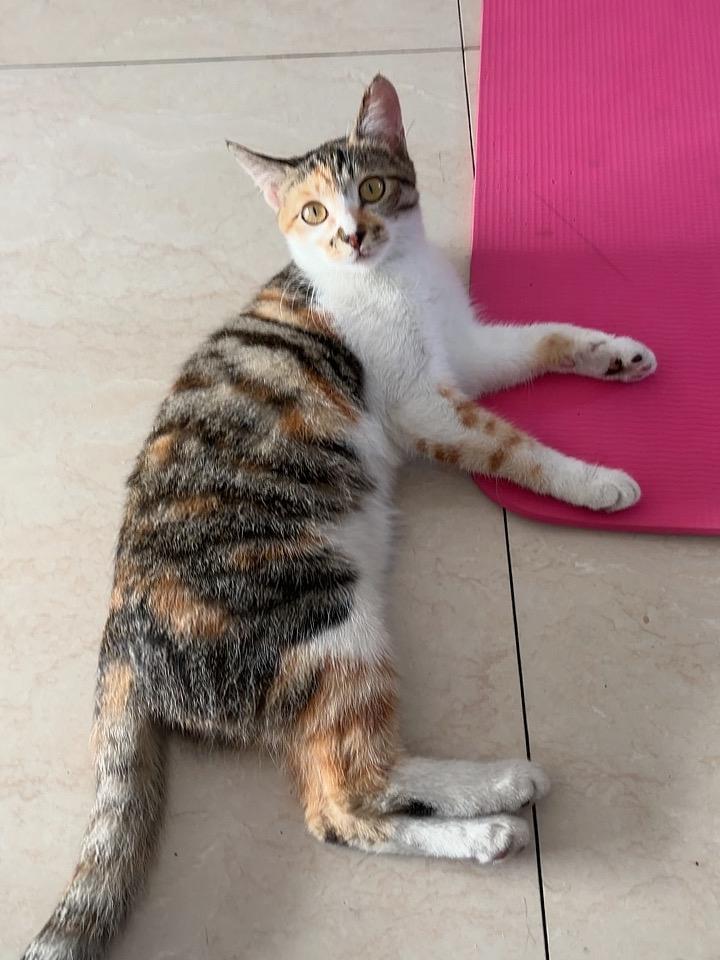 翻相册翻到上周拍的小猫咪照片，是楼下便利店养的橘白崽，正把自己团成圆滚滚的毛球，