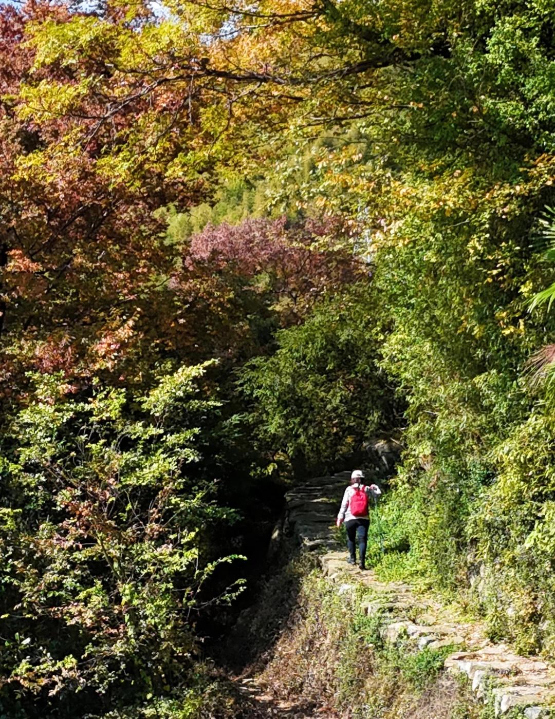 别挤四明山了！宁波1h的私藏赏秋徒步路线
徒步的起点塔竹林，那棵传说中的千年银杏