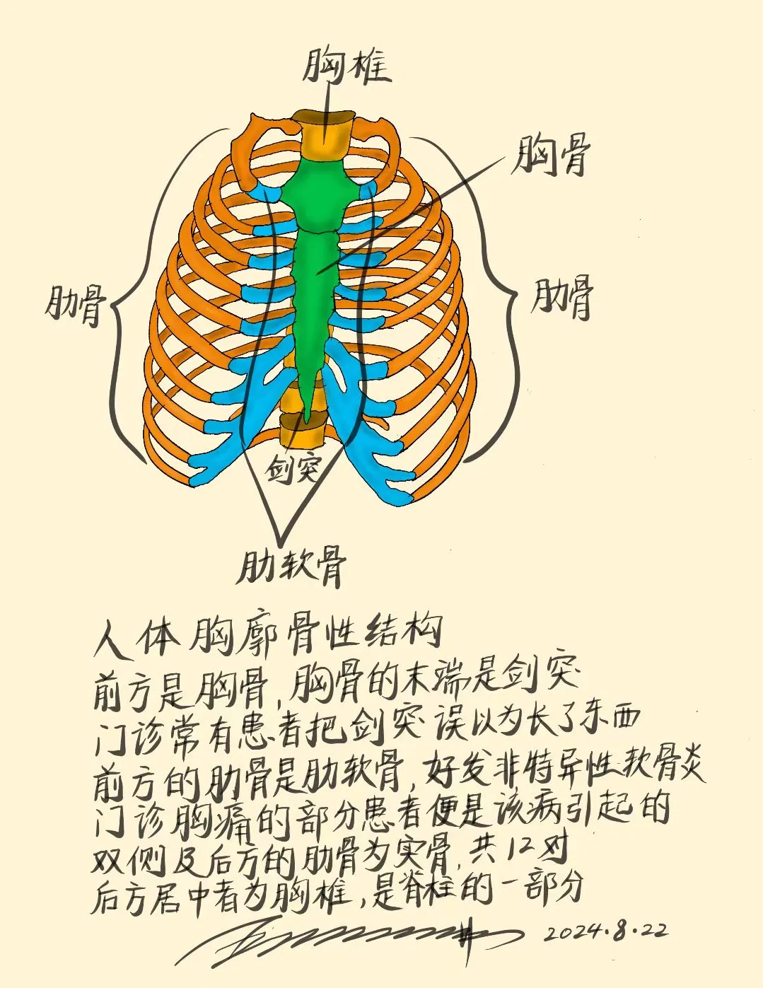 人体胸廓骨性结构