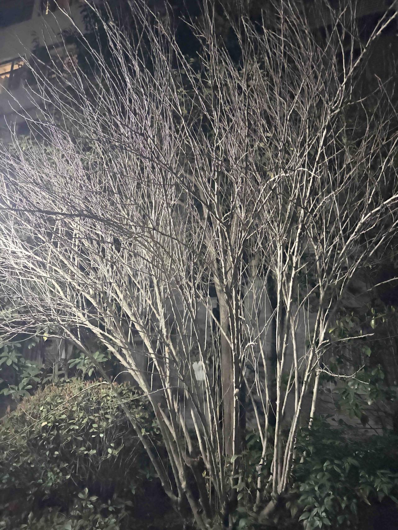 灵魂拷问：这到底是树还是灌木？🤔
长得像树一样高，却从根就分叉；
说它是灌木，