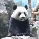 大熊猫眼侃侃体育