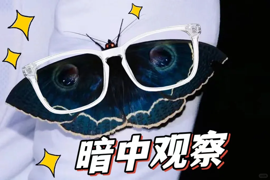 最新发现的物种——“暗中观察”蛾
