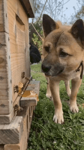 狗狗：就喜欢这口儿～