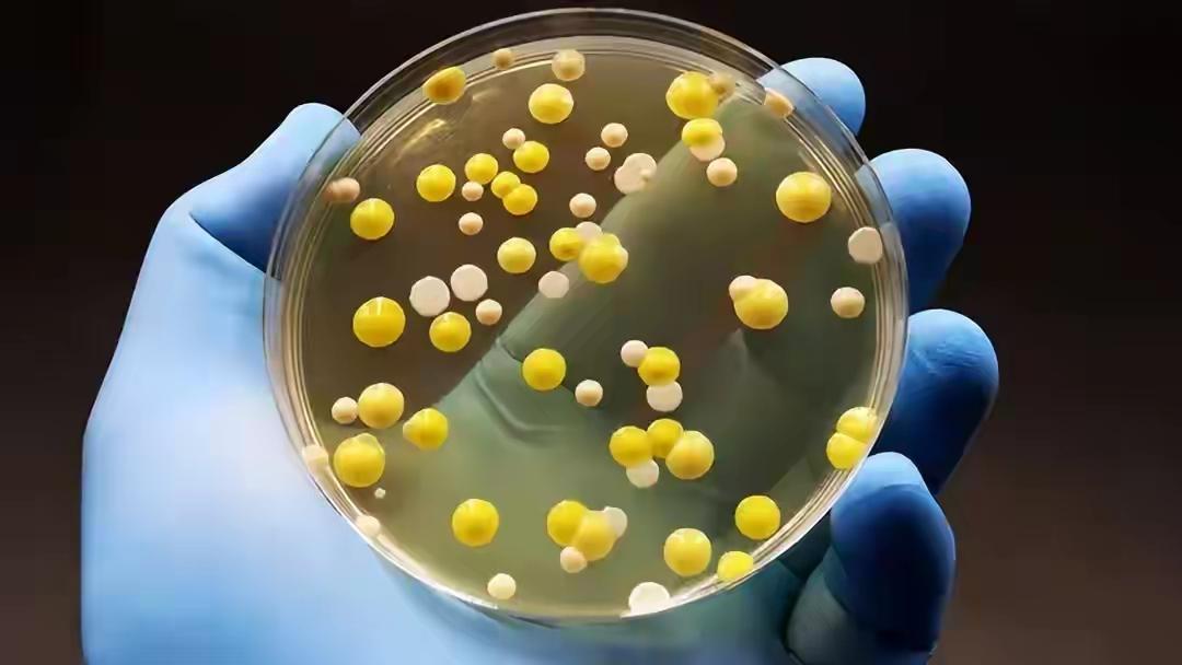 细菌的末日来了？科学家找到精准“杀手”，对人体细胞毫发无伤
细菌的末日来了？科学