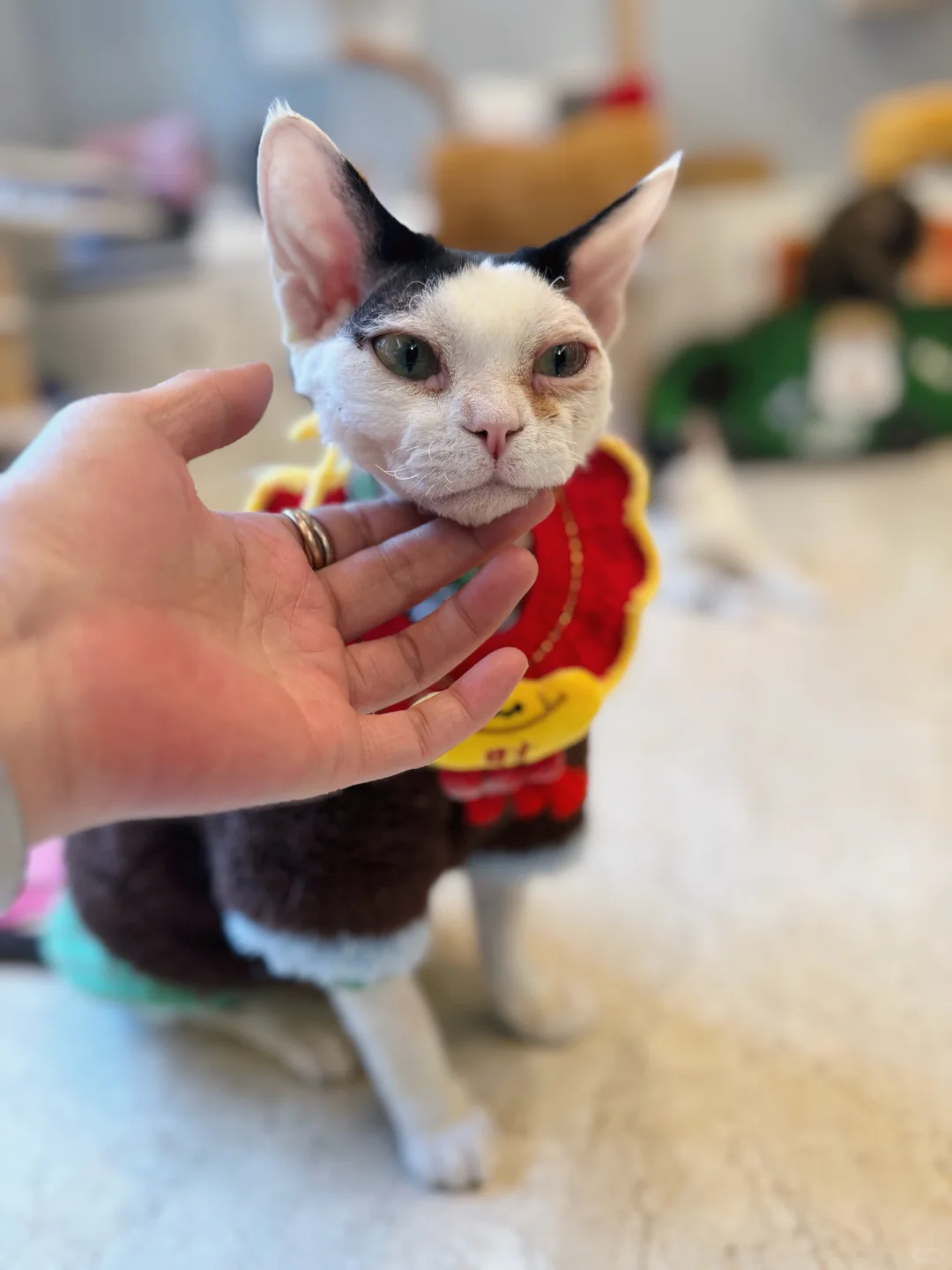 大年初三补觉觉，都睡饱了吗？