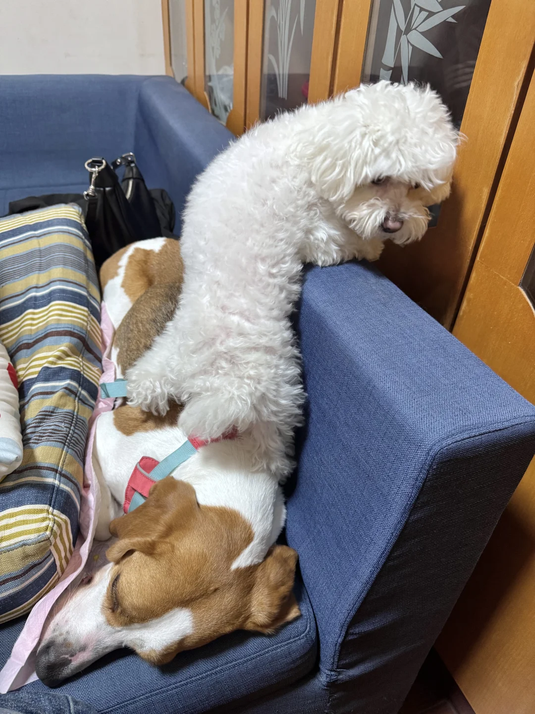 当两只狗都相互害怕，那就强行把它们凑一起