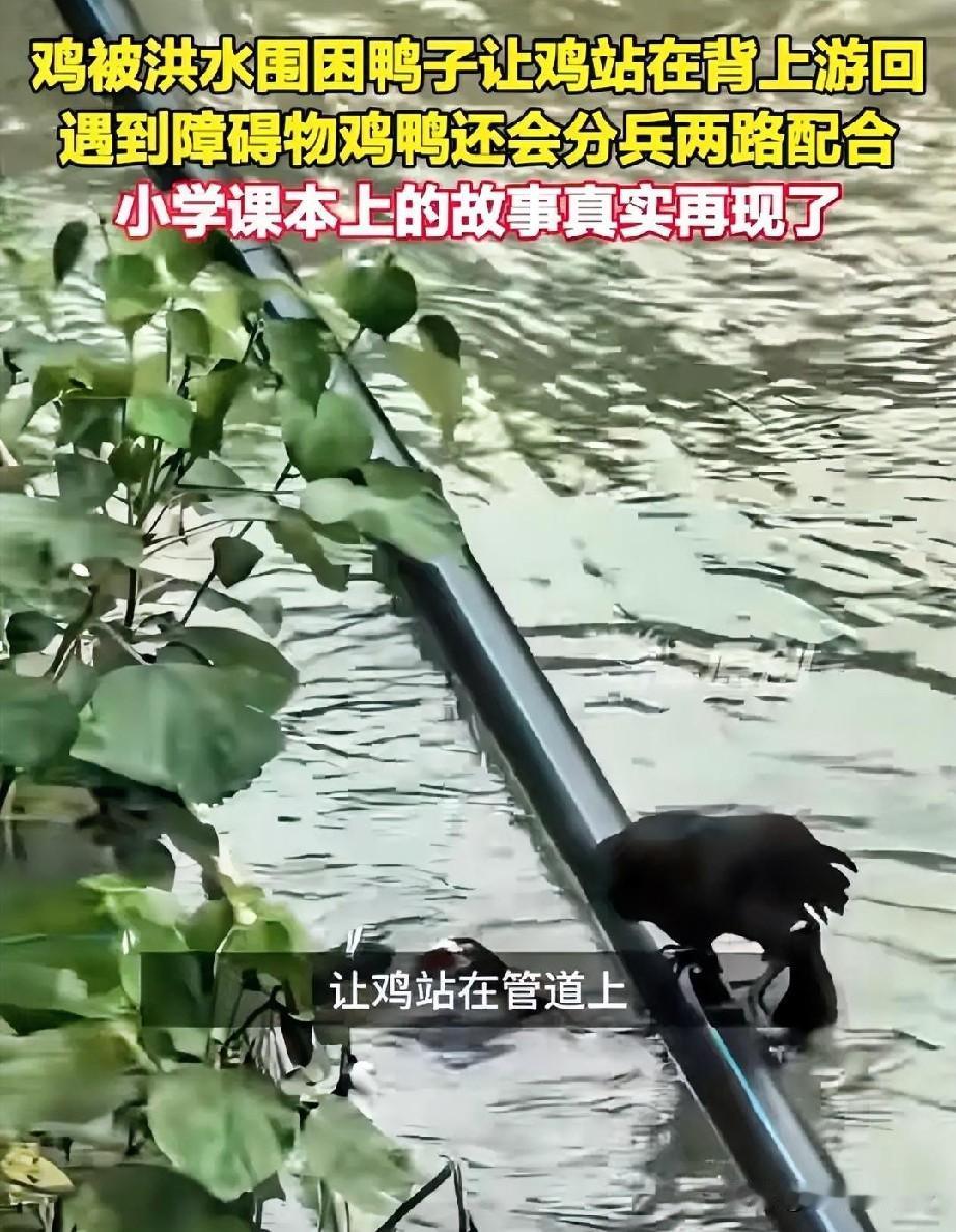 大自然生态都是有缘，万物皆有灵性，一切皆有因果！只是贪婪欲望的人忽视了其他生物的