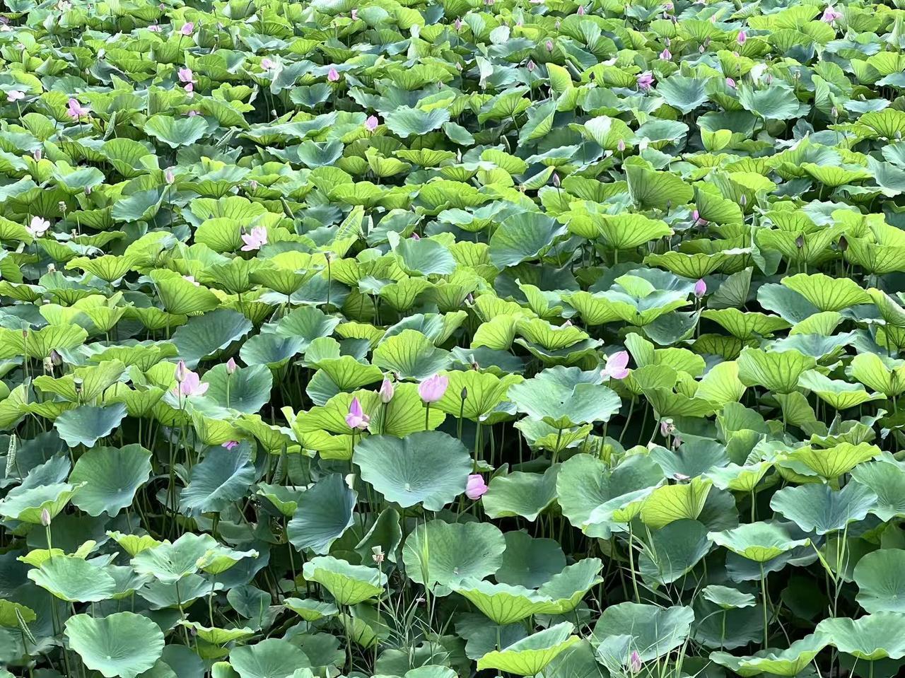 夏荷轻盈雅致，花开如梦似幻，让人恍若置入仙境之中。
夏荷之美，荡漾着清新的气息，