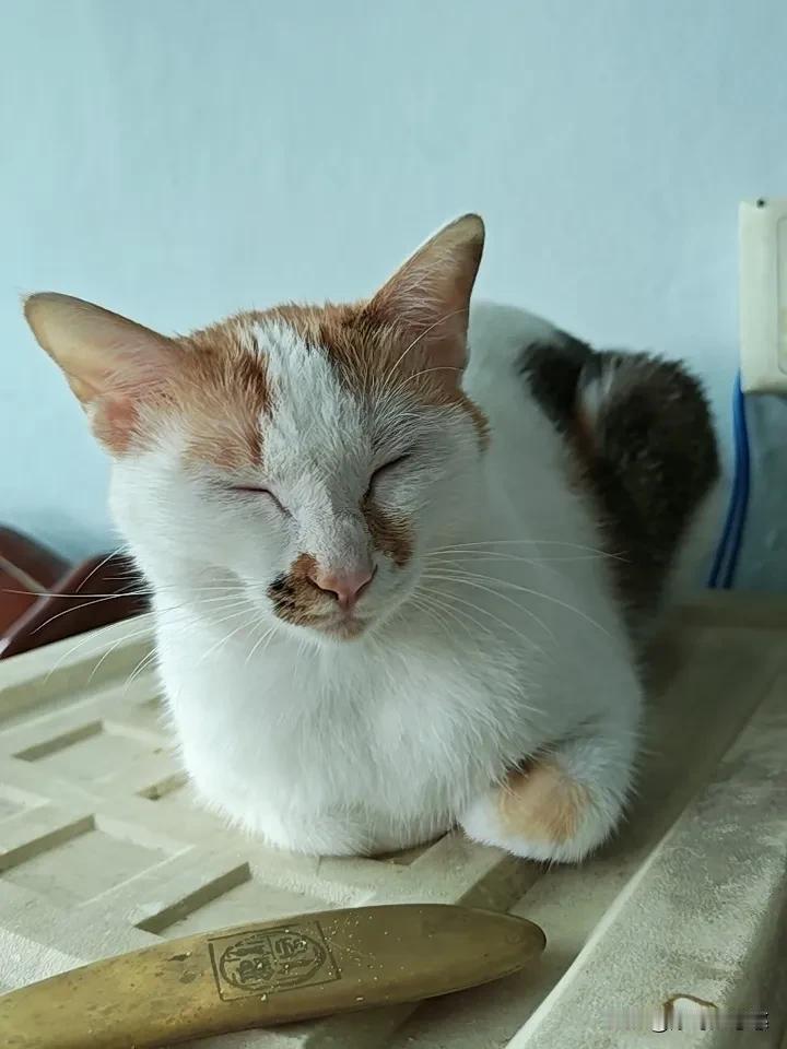 今天偷懒起晚了，其实6点多就醒了，起来把粽子蔬上，给儿子带做早餐，又躺回床上。