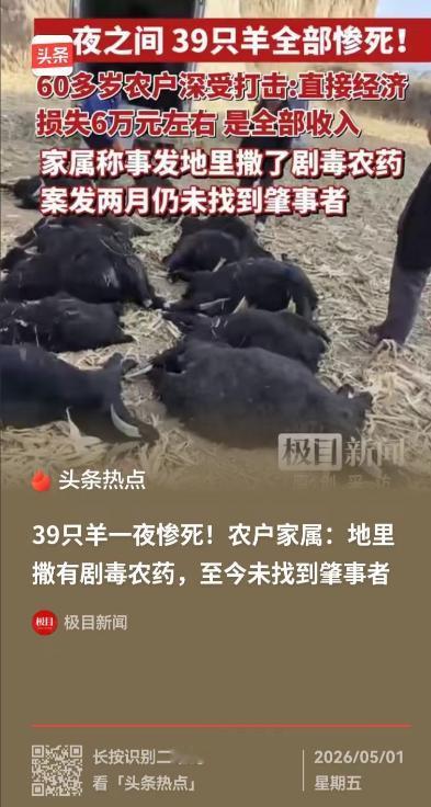 山西霍州这事太离谱！5月1日报道，一对老夫妻私自把 39 只羊赶到别人承包的玉米