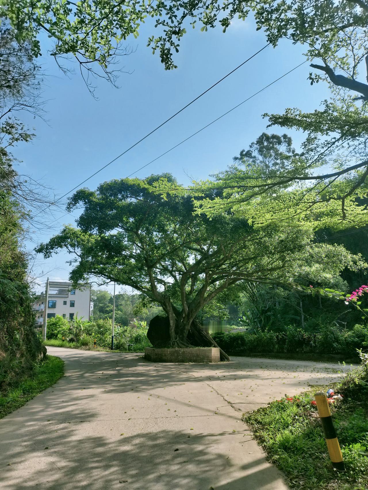 村口的榕树冠盖如云，新叶蘸着晴光，把乡道铺成凉荫。电线斜牵过蓝空，远处的楼藏在绿