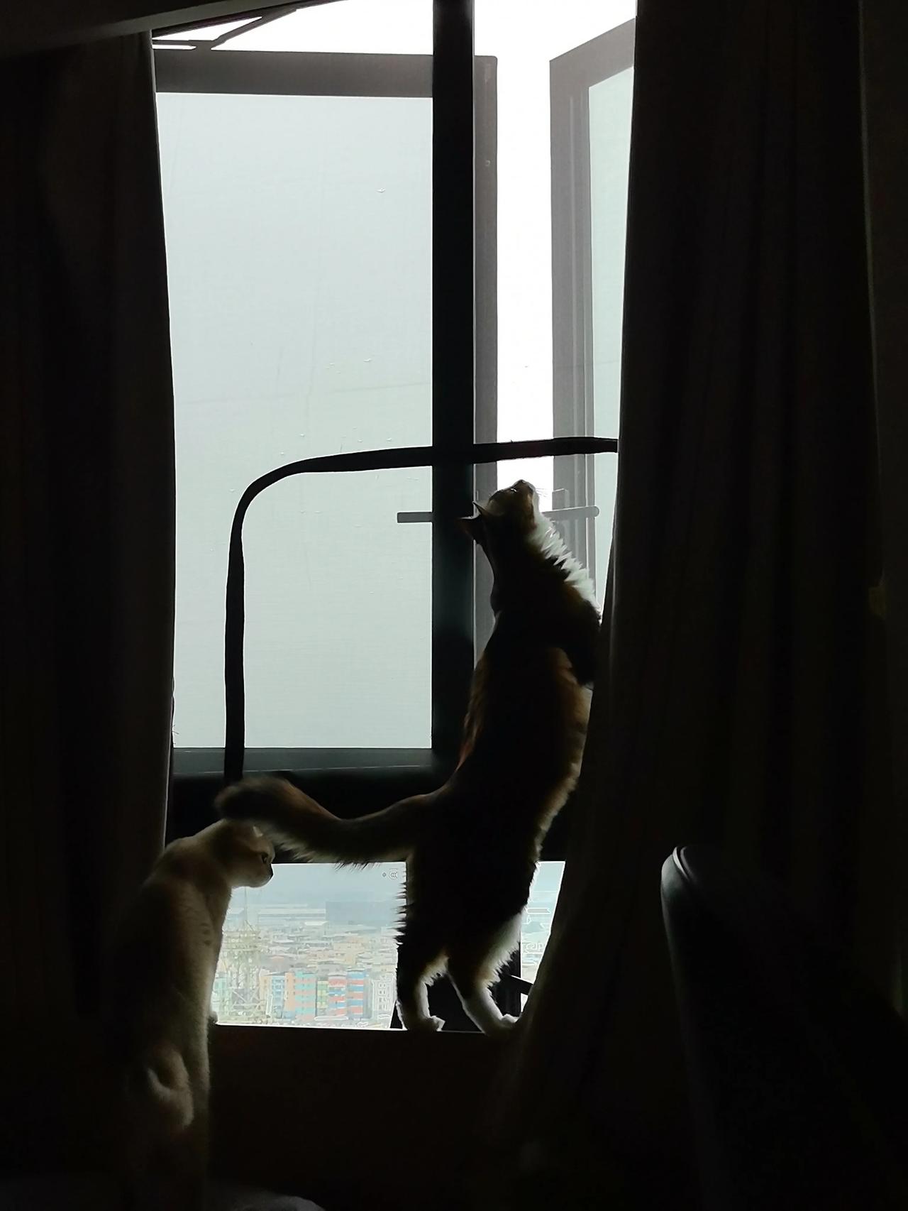 分享你最喜欢的一张猫咪的照片