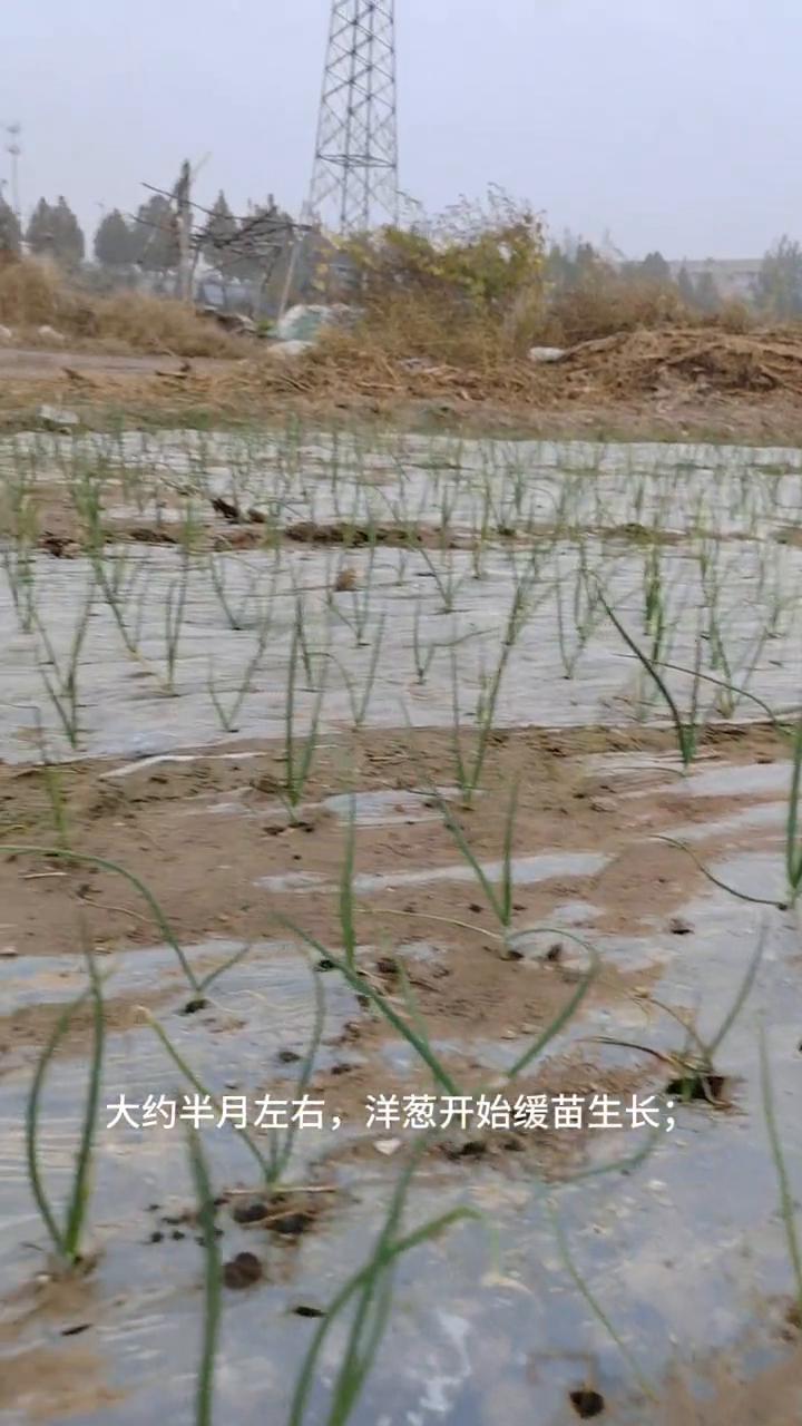 洋葱苗移栽后生长管理五措施。
亲爱的朋友们大家好！这期视频给大家分享洋葱移栽缓苗