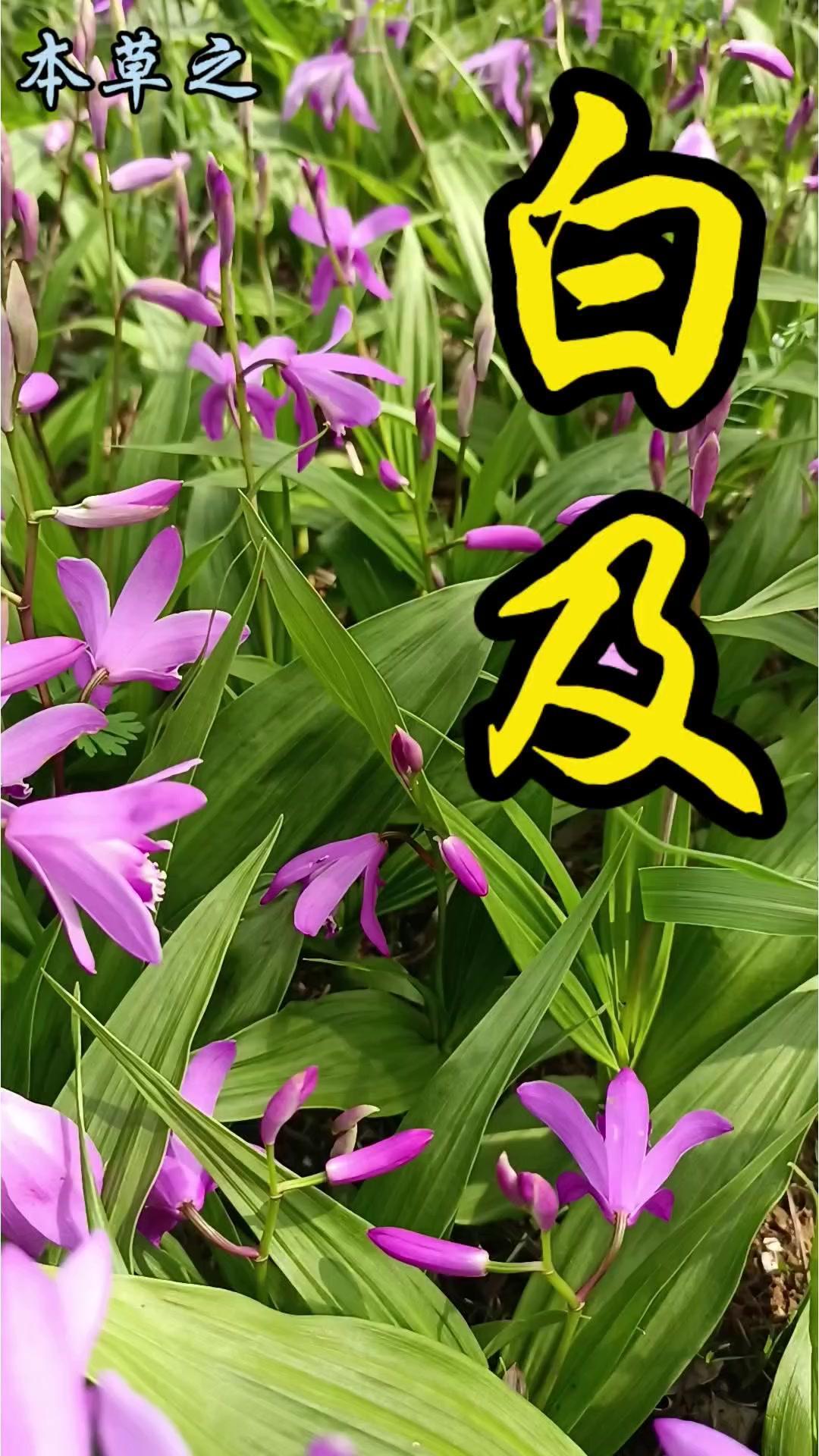 行走于公园绿花带的疏林下，我发现了一种超美的紫红色花朵。它形态奇特，像只停在草上