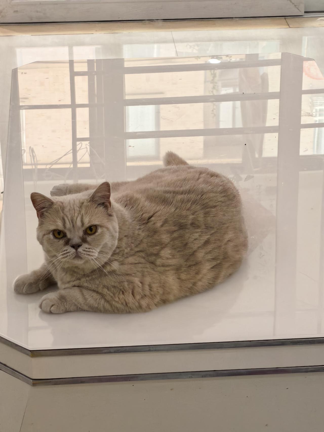 看到我来就身体蹭我，猫也有感情，你对它好，它就对你好。