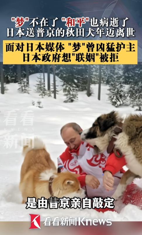 日本送普京的秋田犬走了，这狗当年护主怼过日本记者，日本想借它“联姻”搞外交，结果