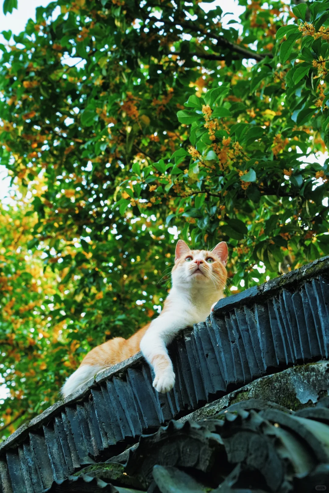 苏州园林｜和喵🐱最配的季节，就是秋天了🍂