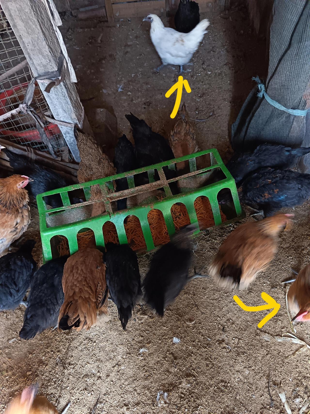 真的让我搞不懂了？

都说猫狗有情有义，想不到这鸡子也重情重义。

这不，今年从