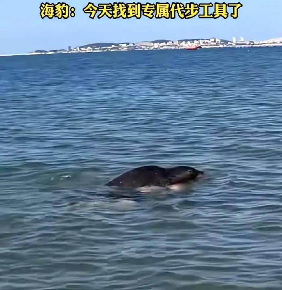 大连一位大哥在大海里正游得起劲，后背突然“啪”地一沉，回头一看差点没给整破防：网