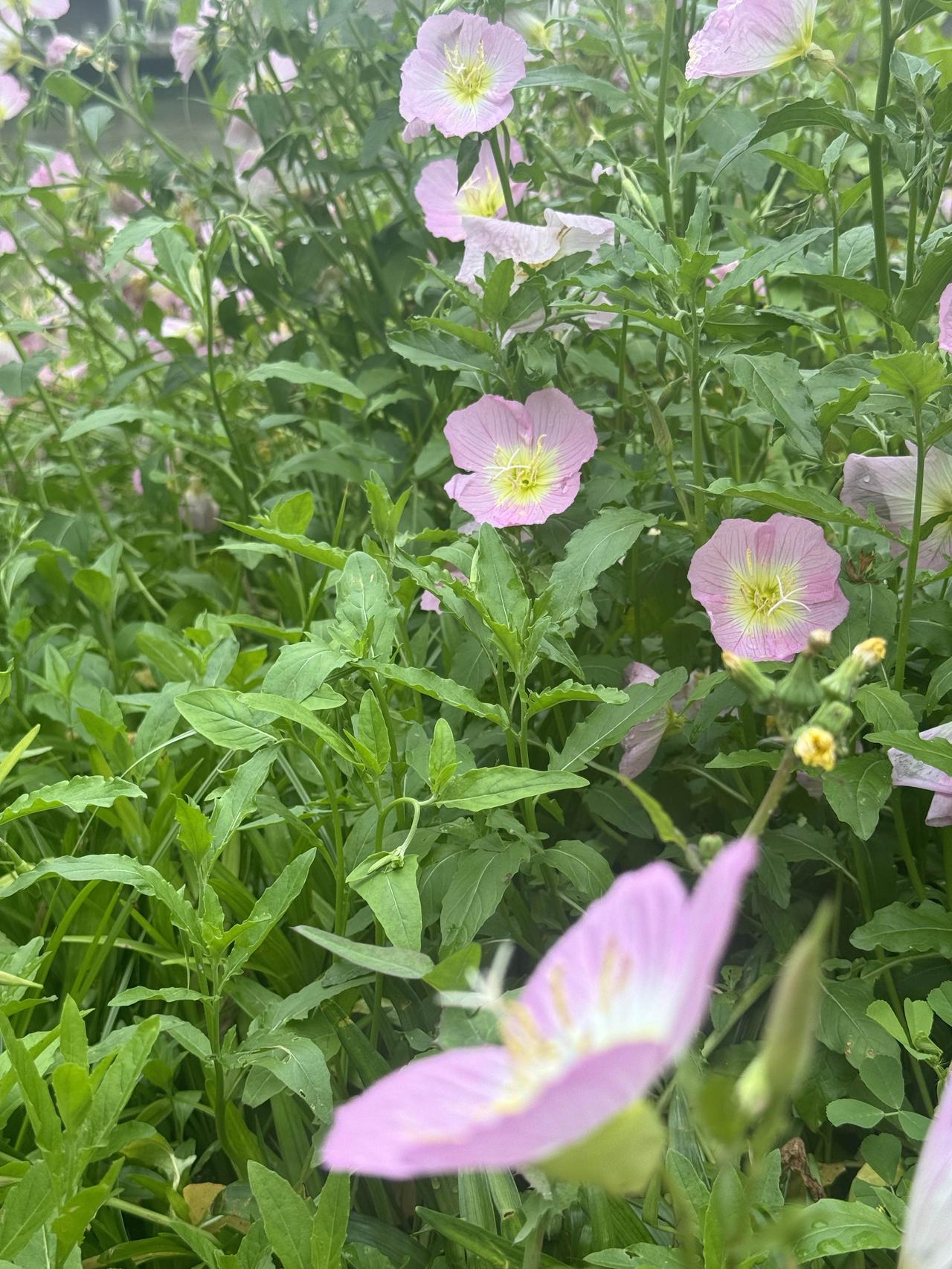 墙角的花儿簇拥着，形成一片五彩斑斓的花海，令人心旷神怡。