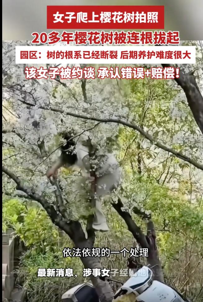 为拍网红照压断20年樱花树，爬树摆拍还笑得出？素质碎一地！

简直刷新下限！上海