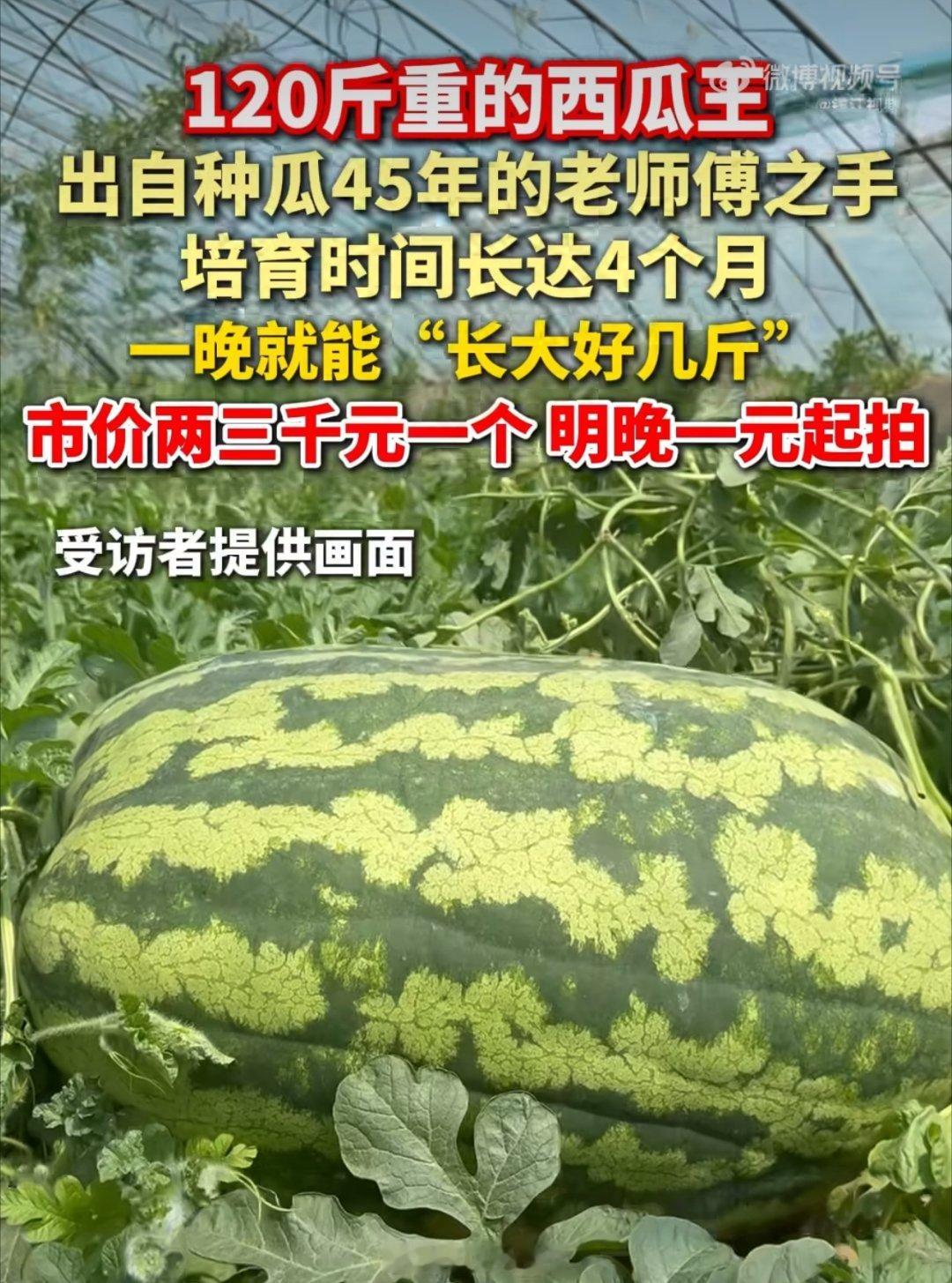 130斤的巨型西瓜曾拍卖到1.3万元 其实这类巨型瓜果的培育就是炫技，证明我们农