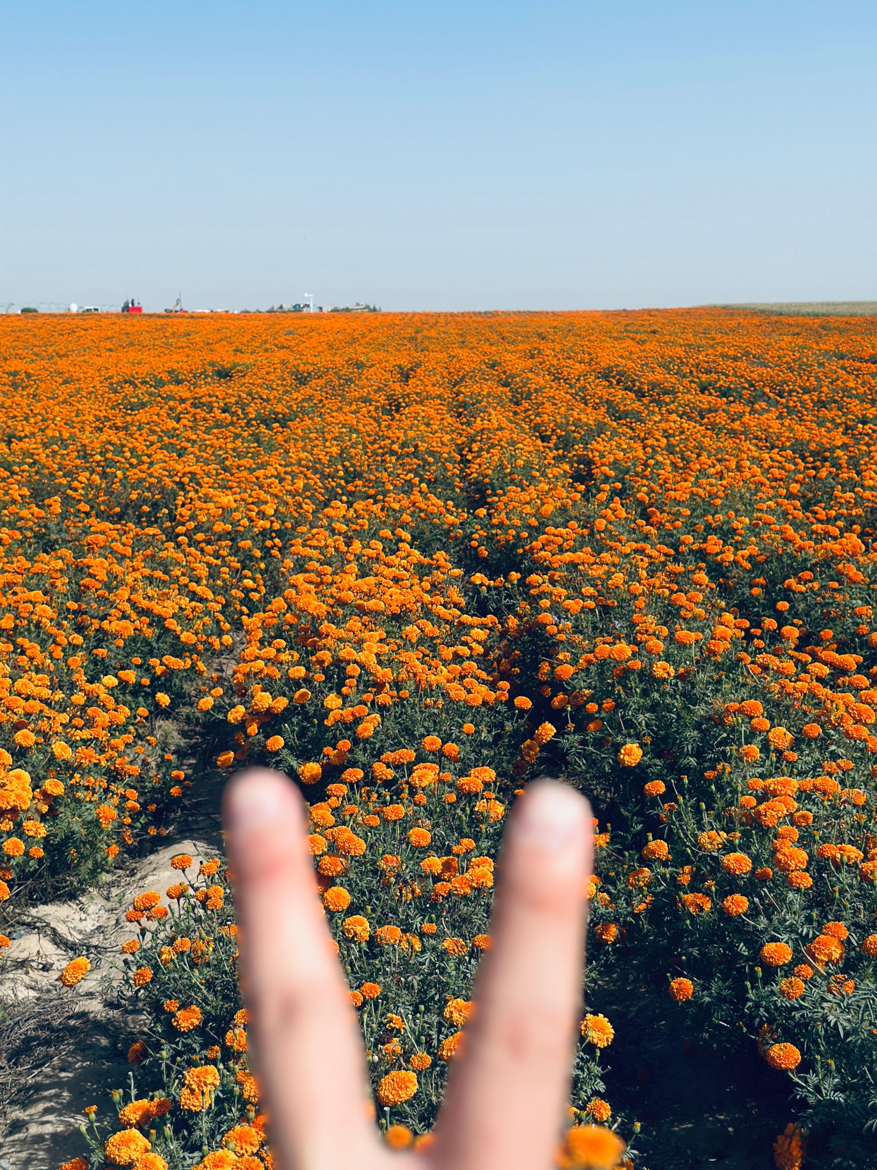 没有一朵花，一开始就是花。好梦~~ ​​​