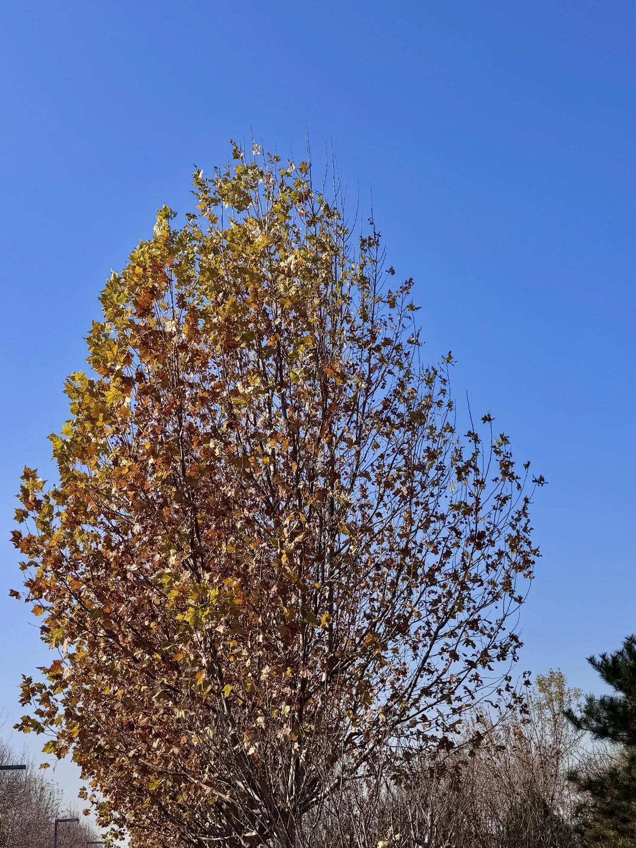 感觉体温高和睡眠好可以解决很多小毛病
记得以前看过说身体温度低容易生小毛病概率高