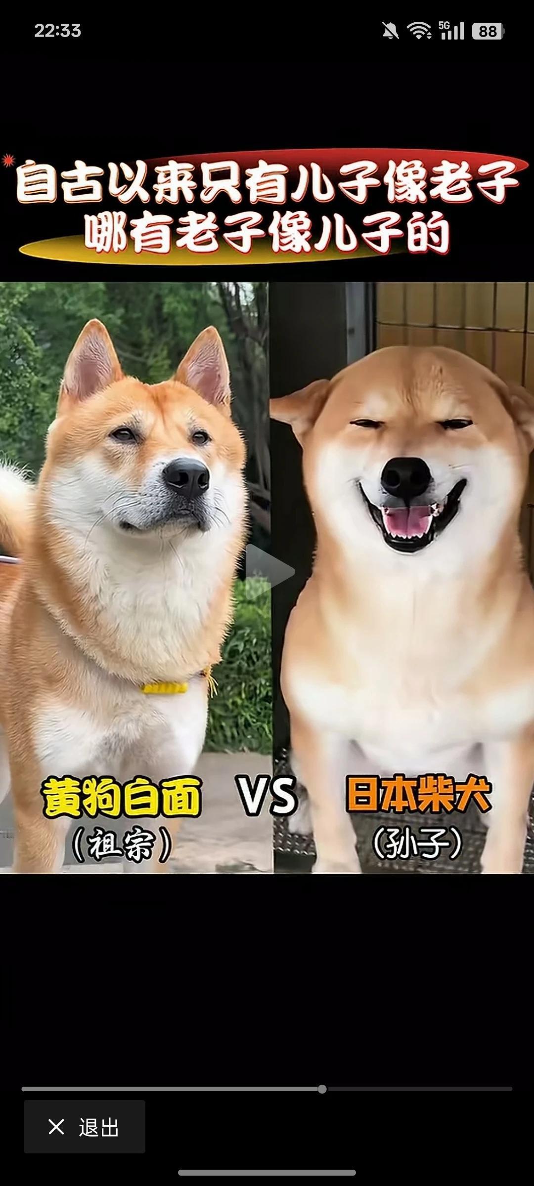 不同地方的的狗，气质完全不一样