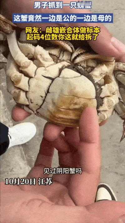 “彻底解释不清了！”江苏，男子在河里干活，看见一只肚皮朝上漂着的螃蟹，一开始以为
