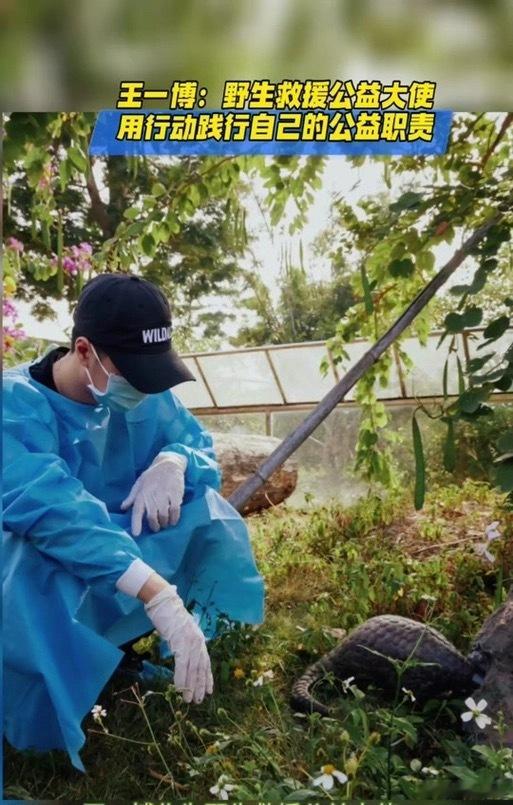 王一博[超话]王一博寻护者亮相金鸡 wyb王一博与穿山甲寻护者同行 和正能量全能