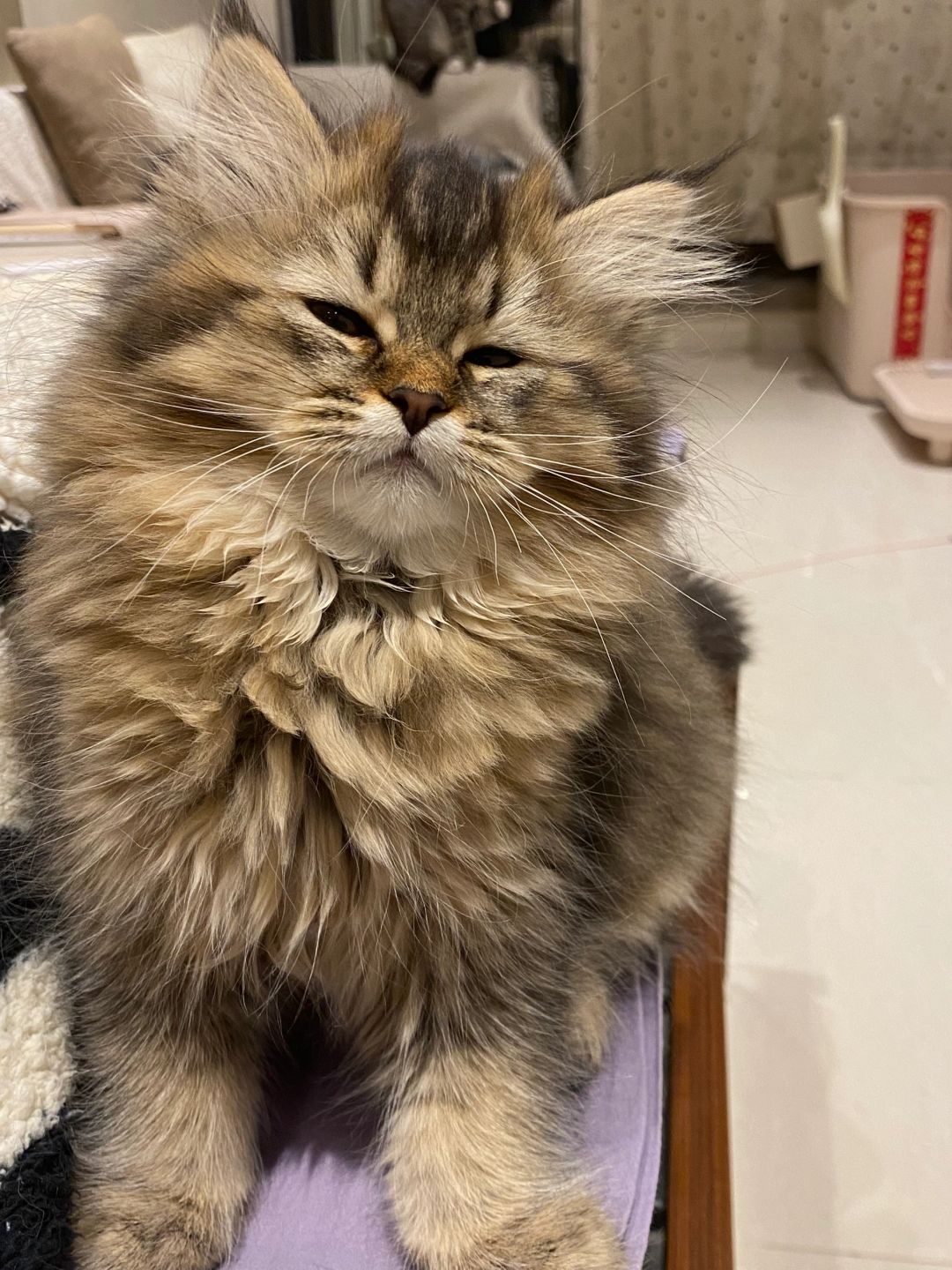 有想养猫的ee吗