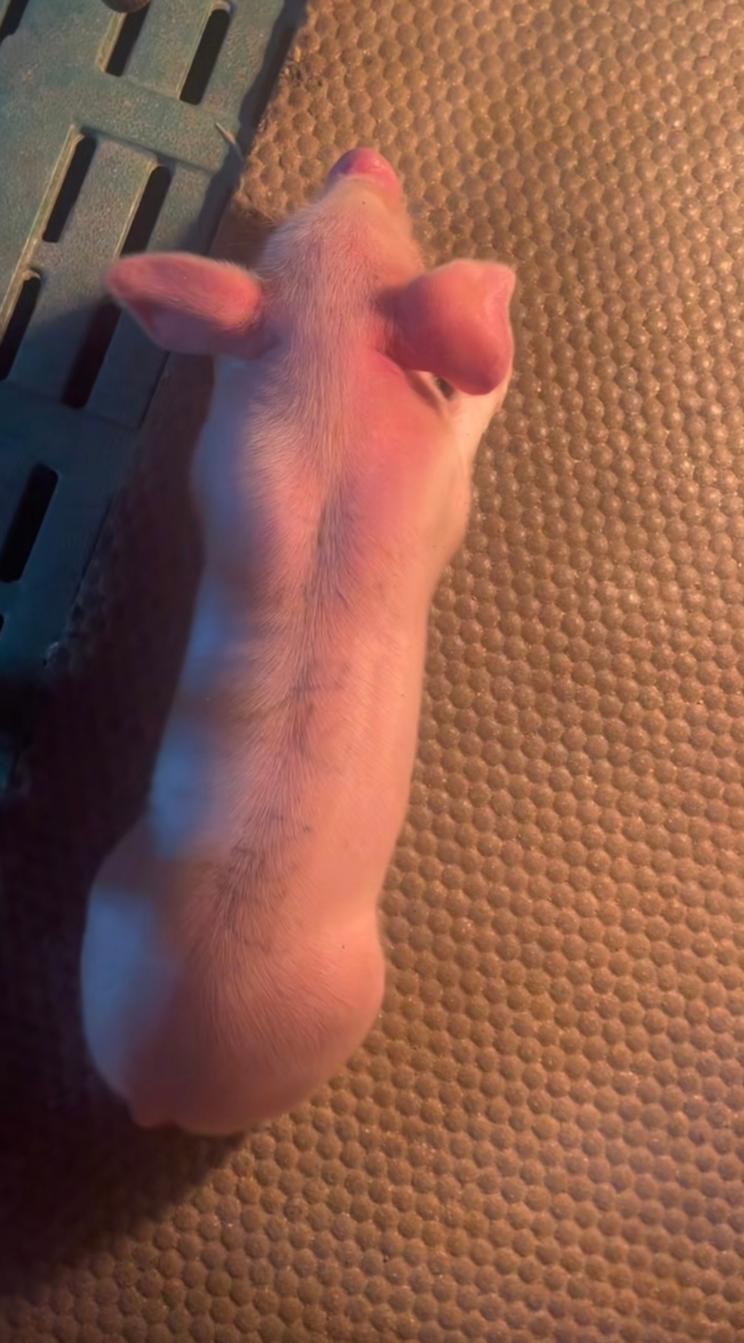 世界杯开幕式醒了，准备看美加墨开幕式了