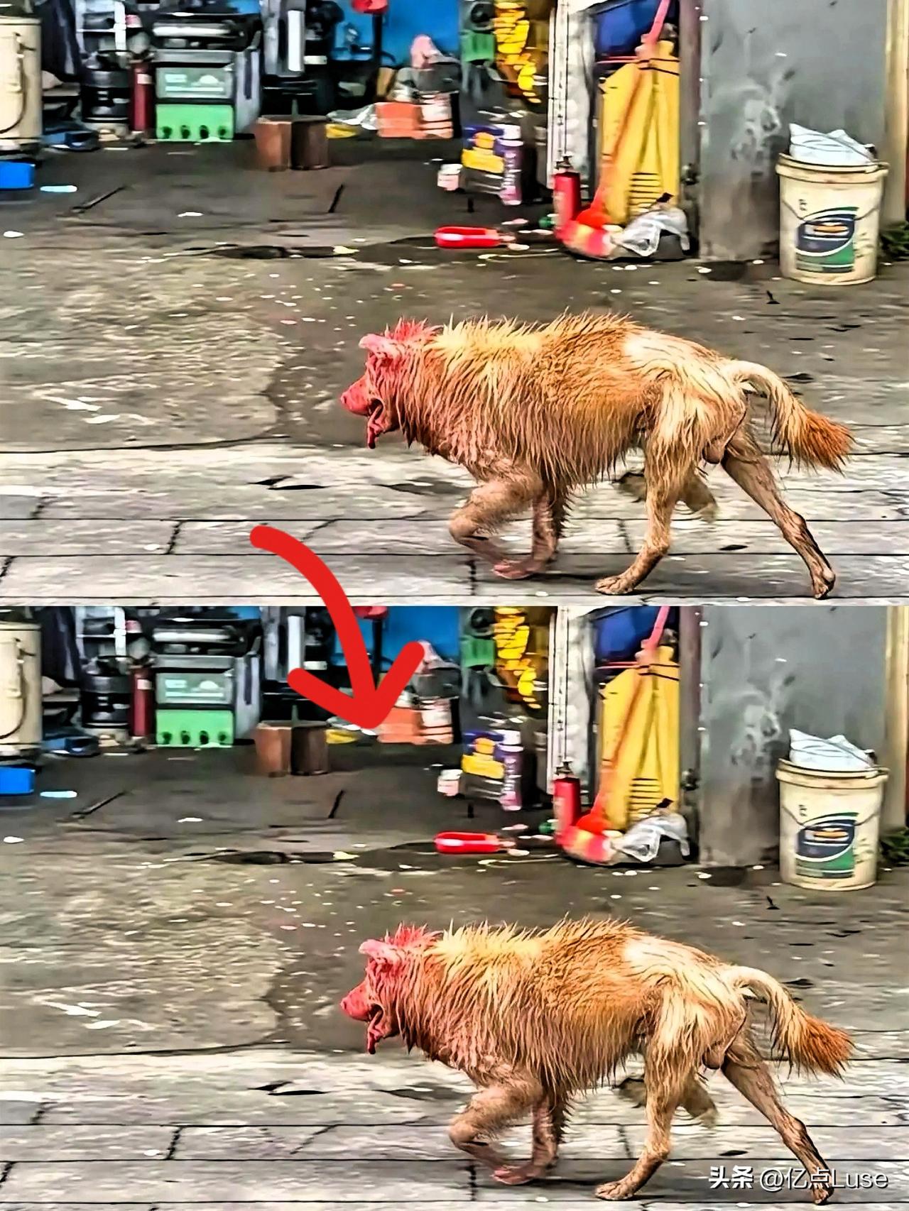 湖南衡阳从屠宰场逃生的狗狗后续来了。

这只狗狗被志愿者取名为安安，目前在宠物医