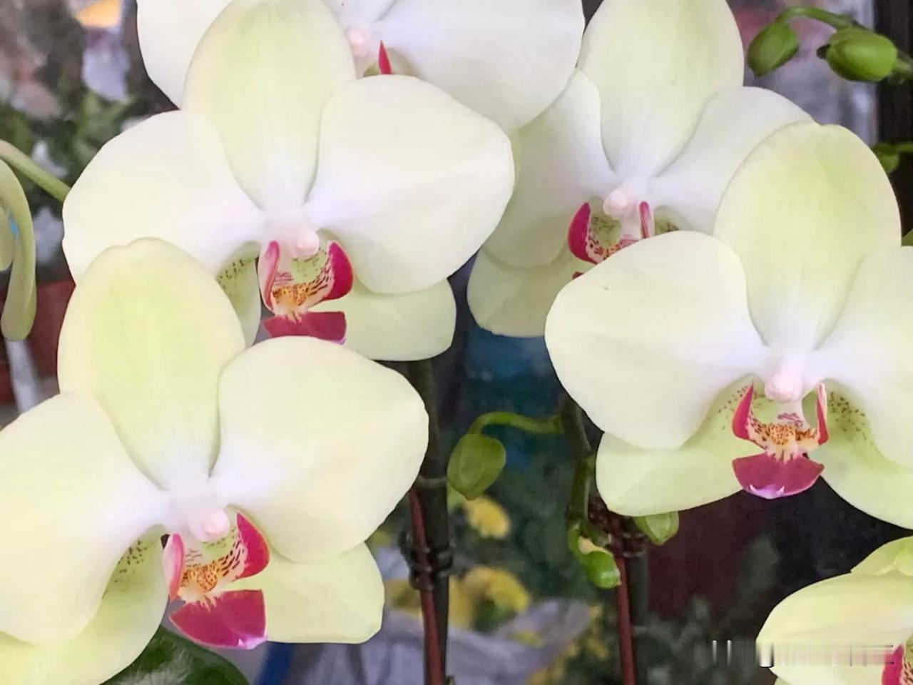 冬日生活记录蝴蝶兰❤️