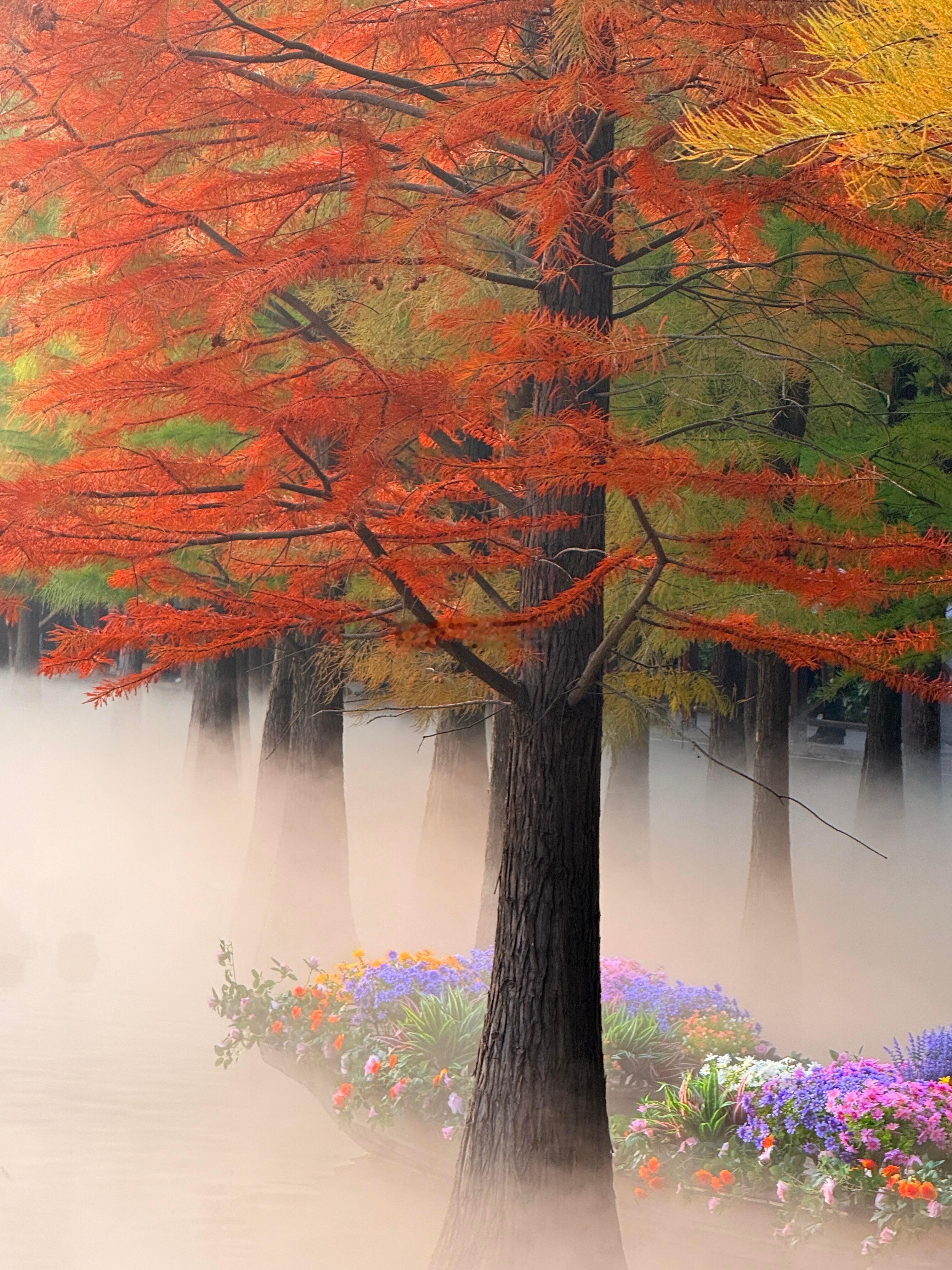 被这片落羽红杉林美到了被这片落羽红杉林美到了 ​​​