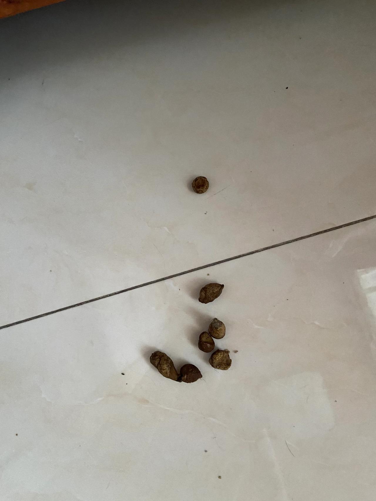 家里养了一只猫

年龄已经很大了

只要它不高兴了

就到处拉和吐🤮

一不能