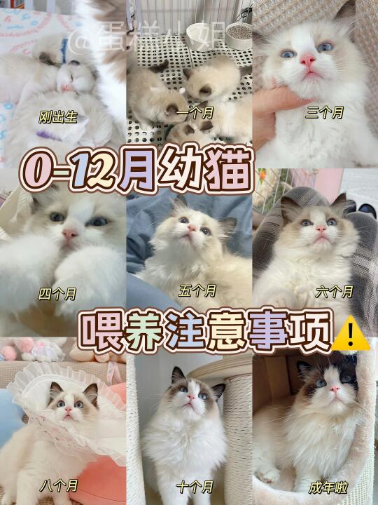 🙋🏻‍♀️新手必看|0-12月龄幼猫喂养注意事项