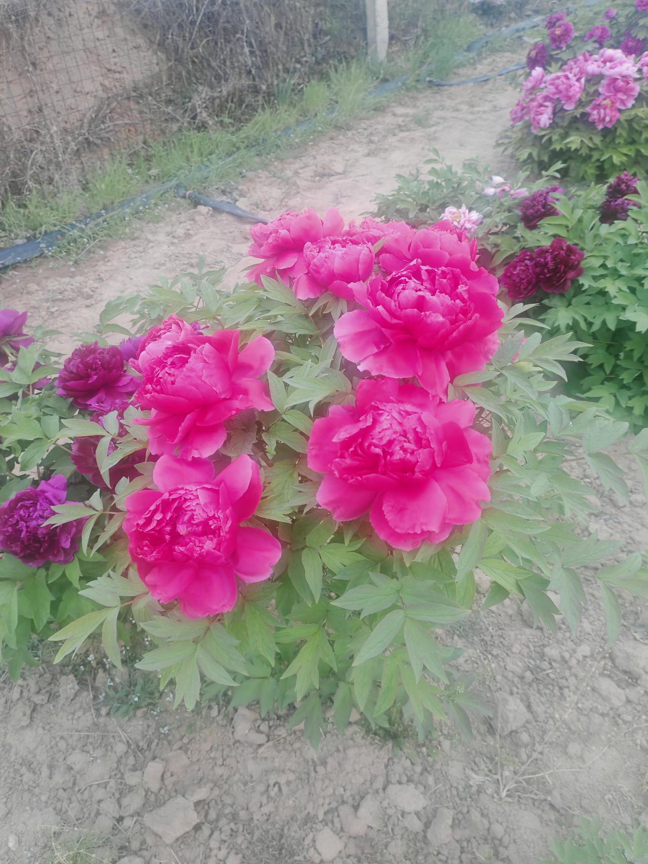 分享你相册里一张带花的照片春日暖阳下，这片牡丹园生机盎然。艳红的牡丹层层叠叠，如