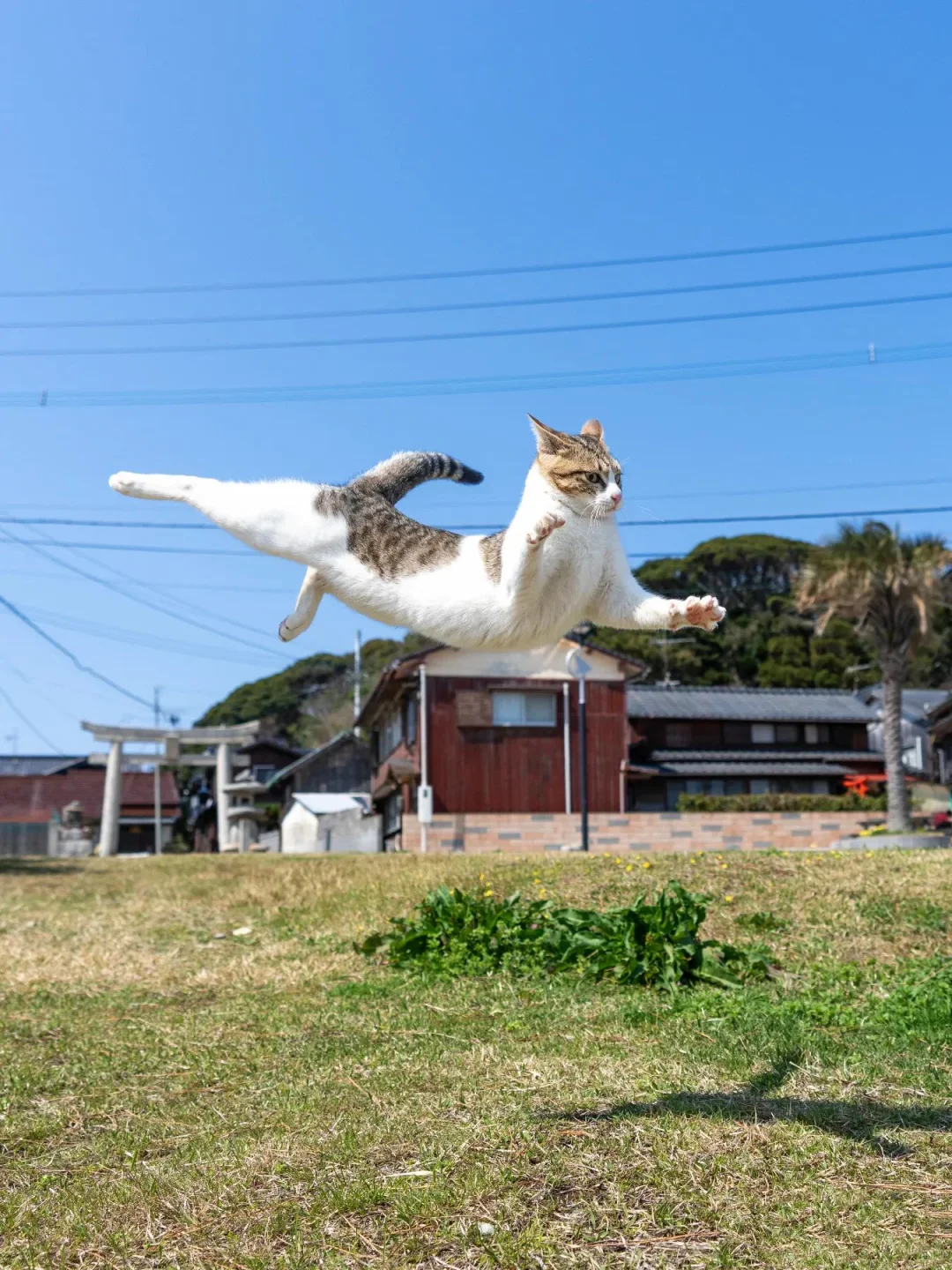 一飞冲天的猫猫