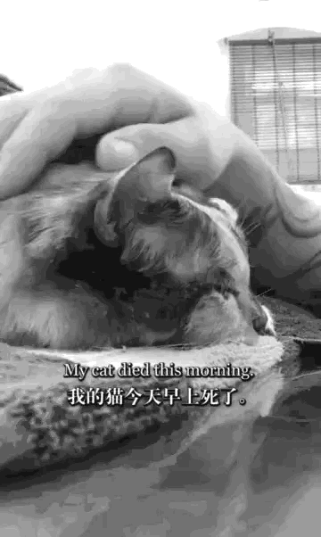 主人送别自己养了13年的猫，硬汉也流泪了。我们作为铲屎官最担心的就是分别的那天会