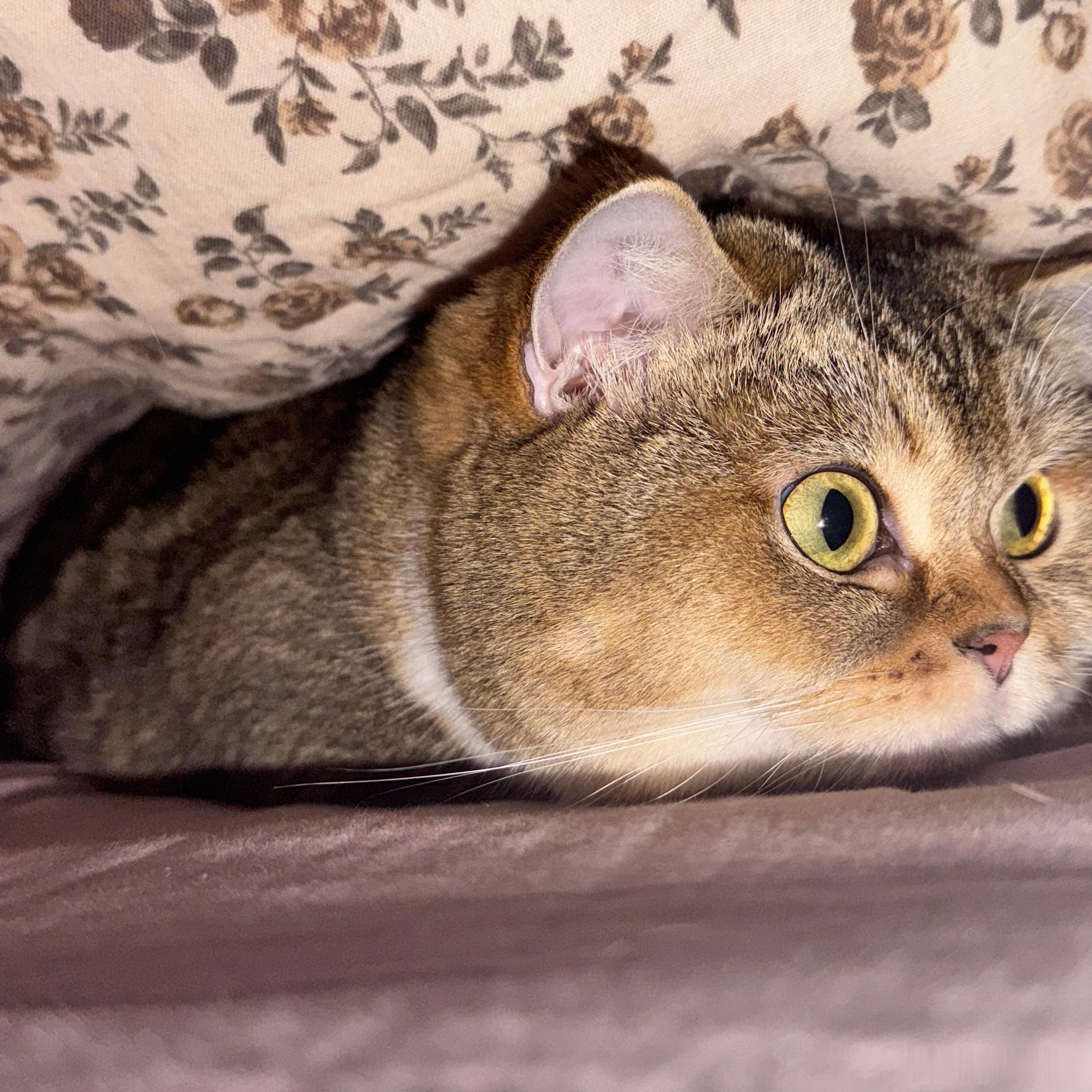 被子里有猫猫虫 