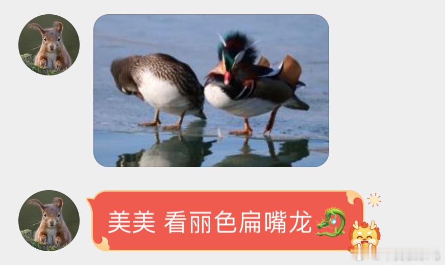 #鸟粉投稿# 头上有角角的鸳鸯！四舍五入恐龙也是龙[开学季]！ ​​​