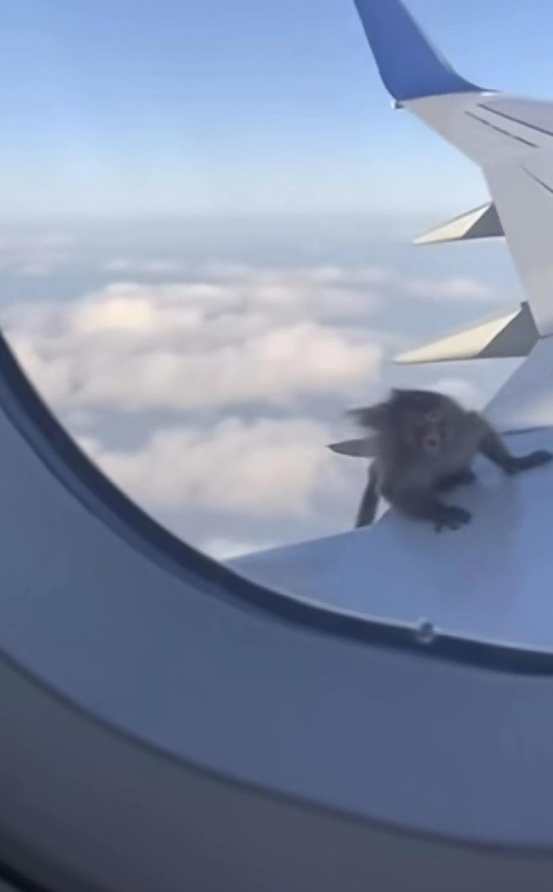 视频里有乘客的声音：天哪，那儿真的有一只猴子！视频里没有后面的情况，不知这只猴子