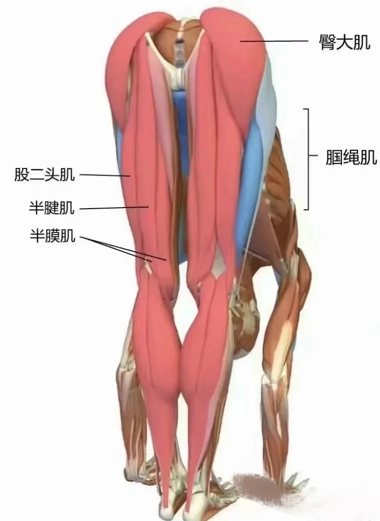 骨盆上提